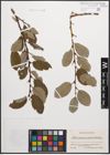 Foto von Salix caprea L. x Salix grandifolia Ser.